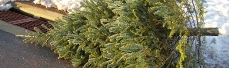 Free Christmas Tree Recycling Ends January 11th (Sunday)
